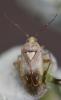 Lygus rugulipennis